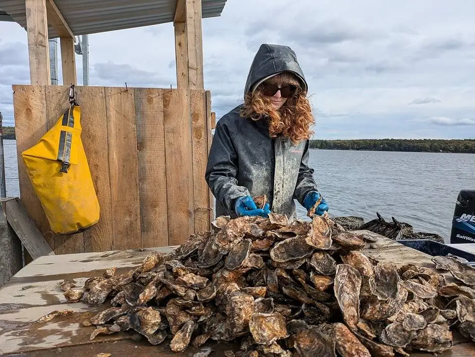 مونیک بوتین در حال برداشت صدف